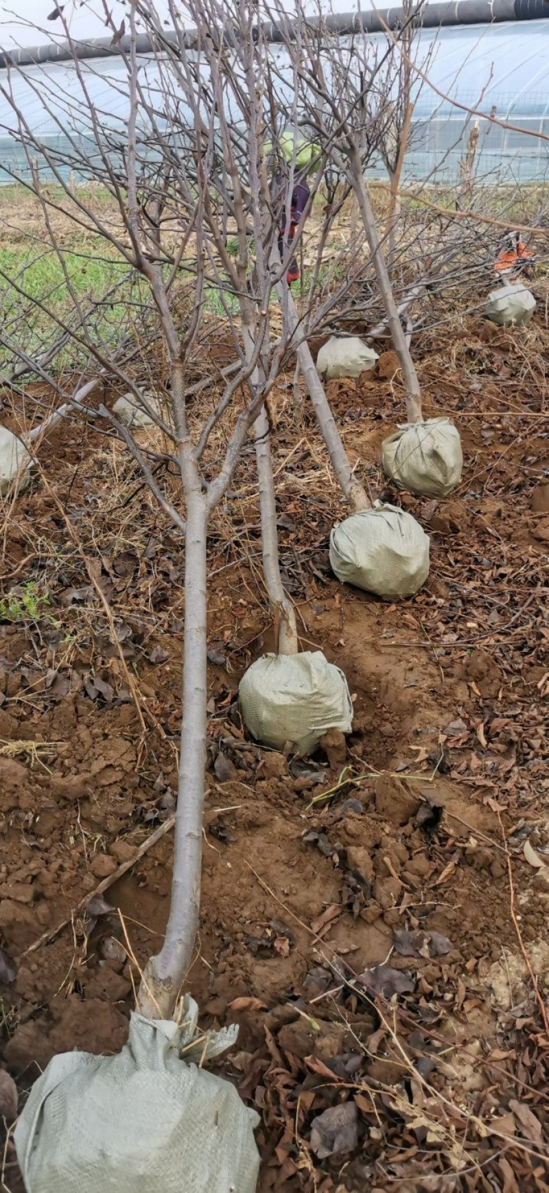 抗寒鸡心果树苗锦绣海棠小苹果树苗嫁接沙果盆栽南方北方种植