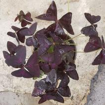 紫叶酢浆草绿化盆栽