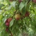 河南李子品质保证六月红李子产地直发品质保证
