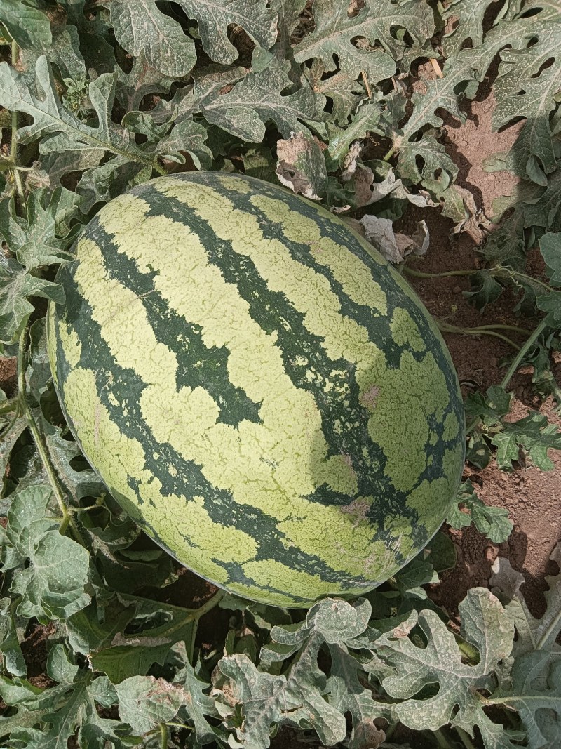 新疆吐鲁番西瓜