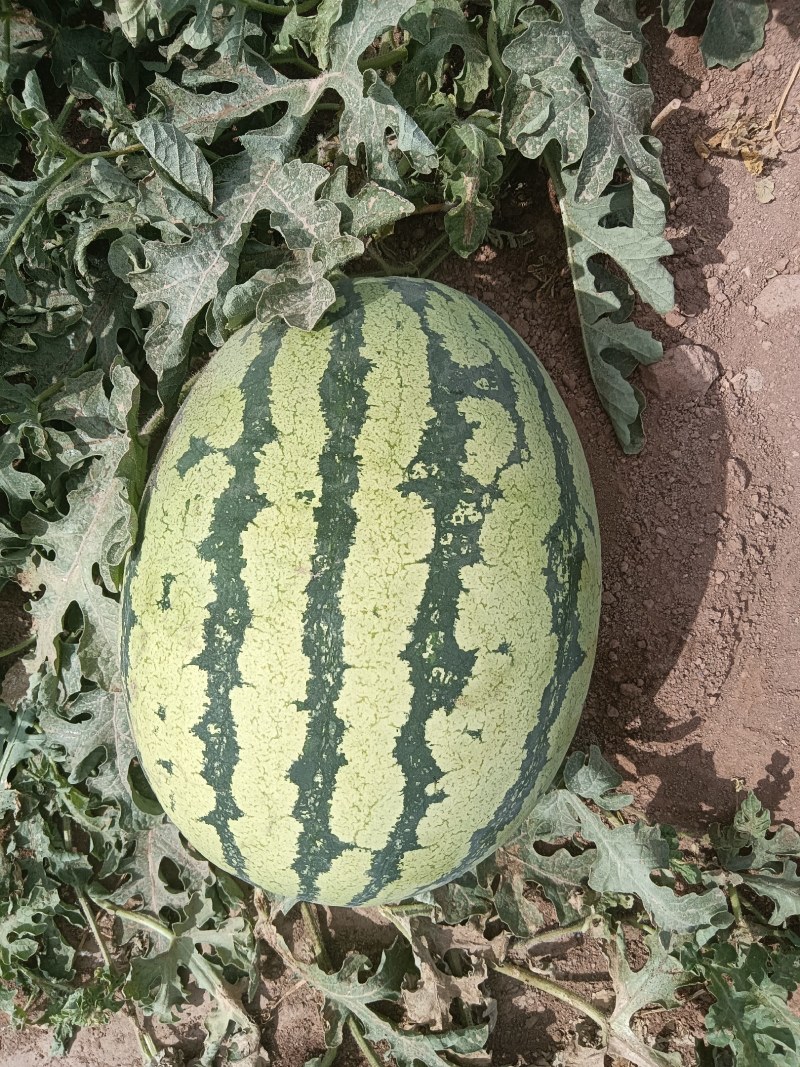 新疆吐鲁番西瓜