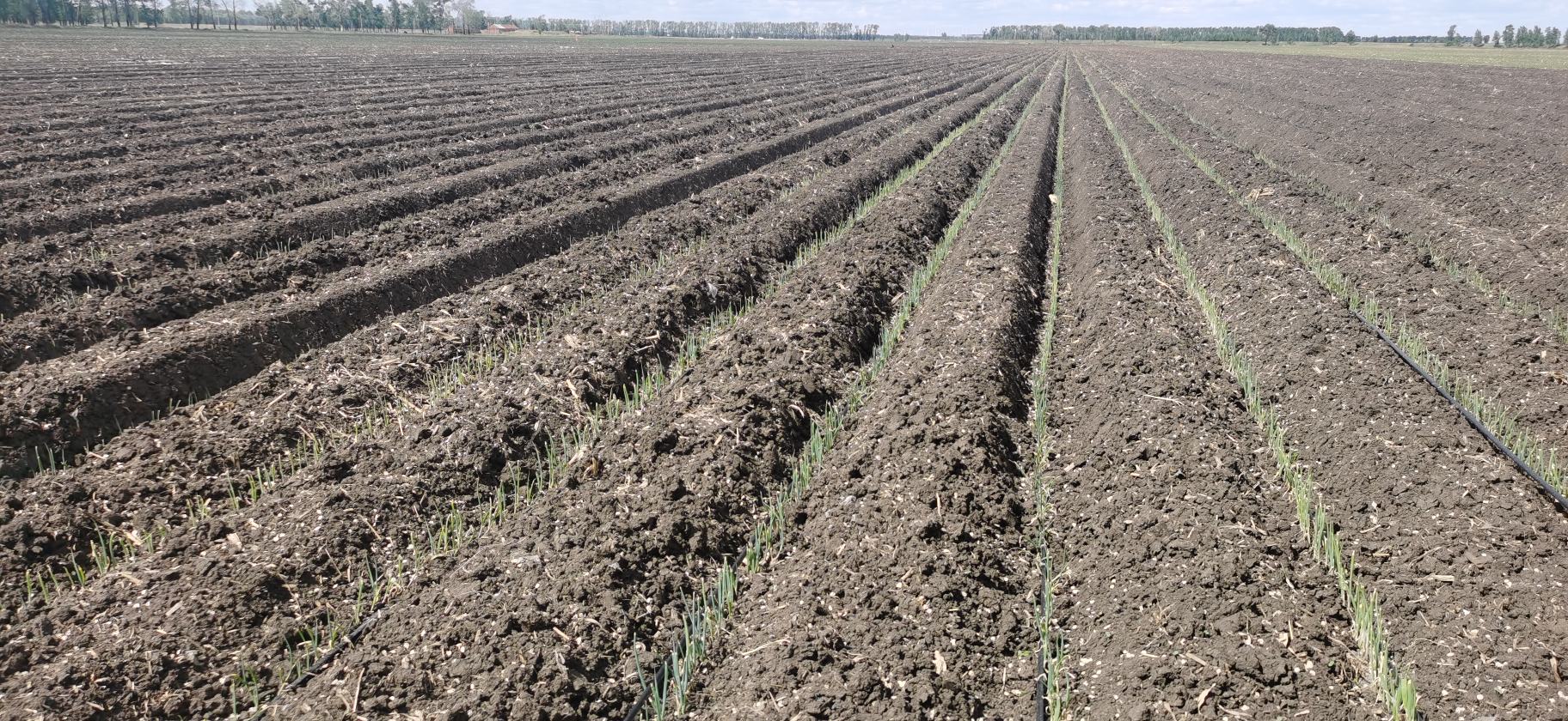 展示一株完整的土豆植株,地上部分为绿色茎叶,地下部分有块茎和根系 土豆植物全貌图