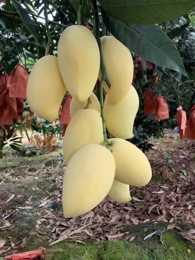 芒果