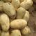 山东荷兰十五土豆大量现货，产地直发一手货源，电商货市场货