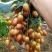 爆品《鸡心黄皮果》产地直采，大量供电商市场，工厂量大从优