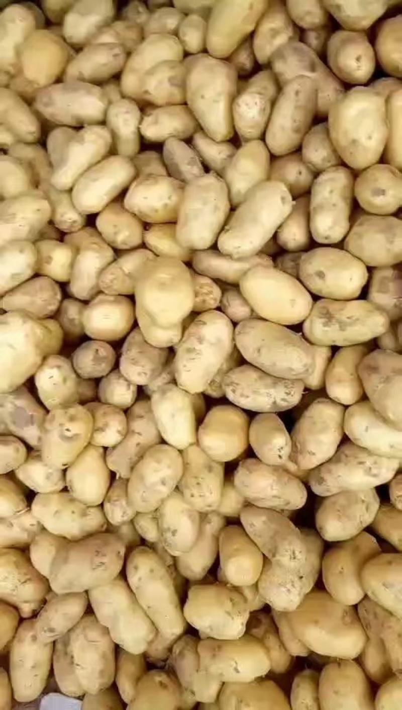 山东荷兰十五土豆大量现货，产地直发一手货源，电商货市场货