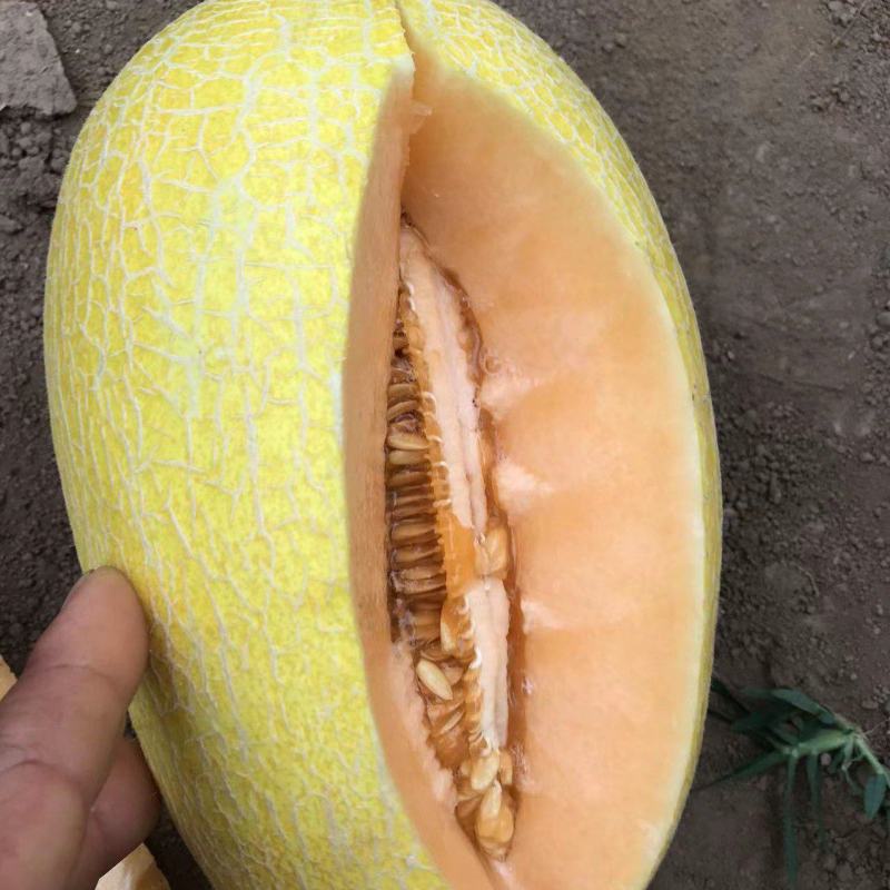 金色小蜜