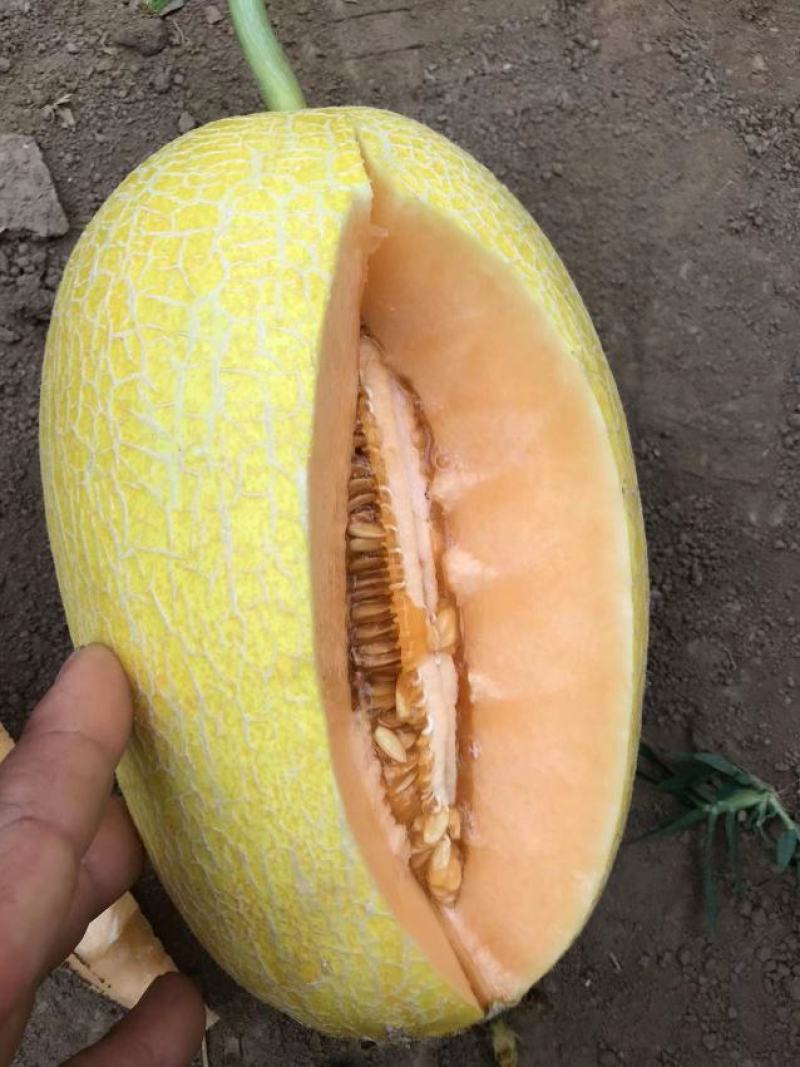 金色小蜜