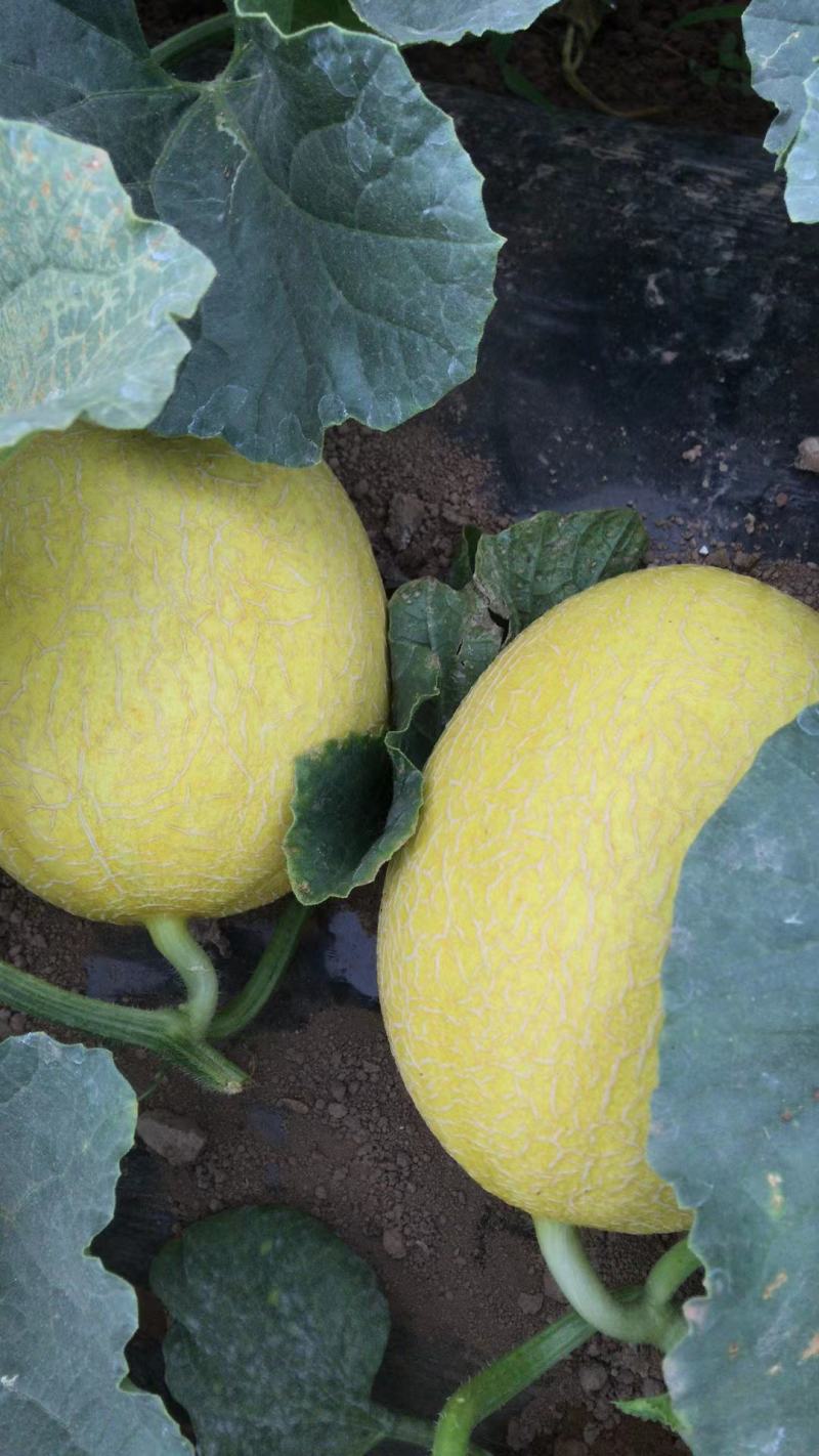 金色小蜜