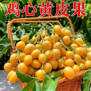 广东鸡心黄皮果上市，品种齐全，大量供电商，市场，供应链