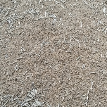小麦