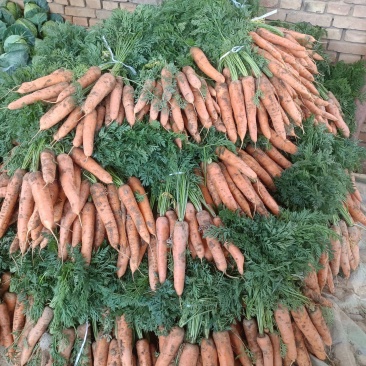 甘肃临洮产地现拔红萝卜/量大价优/可视频看货/欢迎咨询