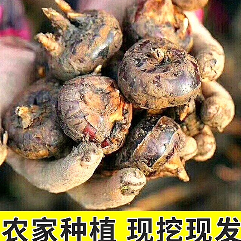 广西带泥马蹄四季供应，可按需挑选，市场平台电商都可供应