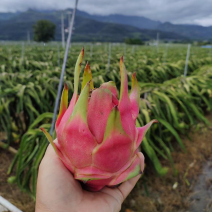 火龙果/红心火龙果/全国发货品质好需要的老板电话