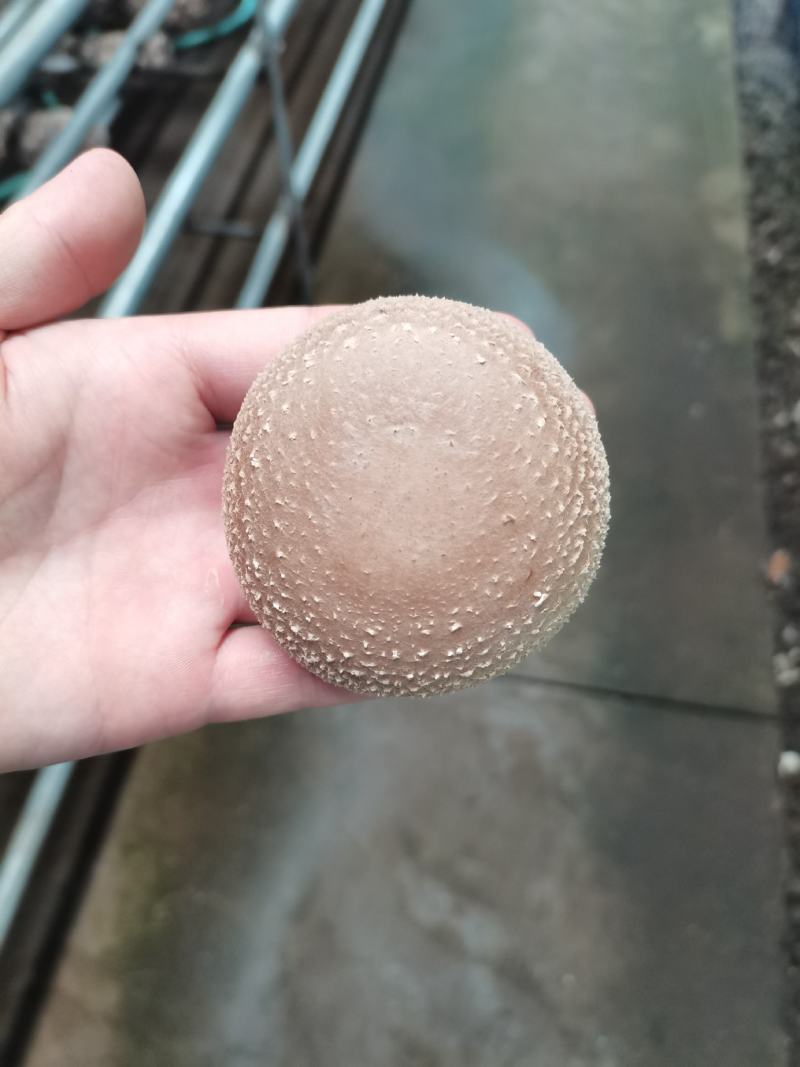 香菇菌棒