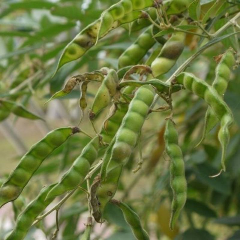木豆种子豆蓉观音豆树豆柳豆绿化药材护坡灌木种籽多年生绿化