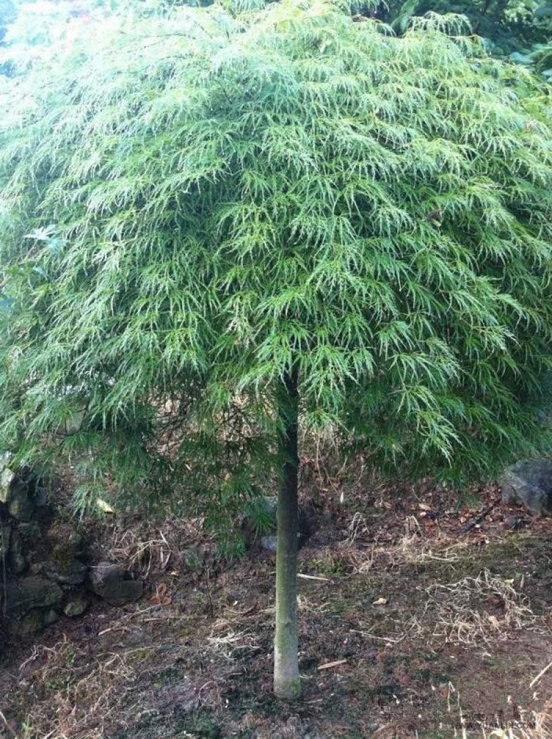 中国红枫