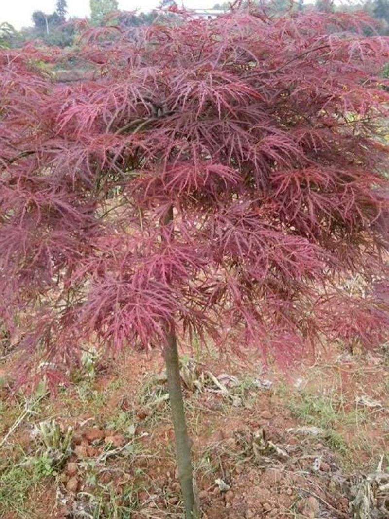 中国红枫