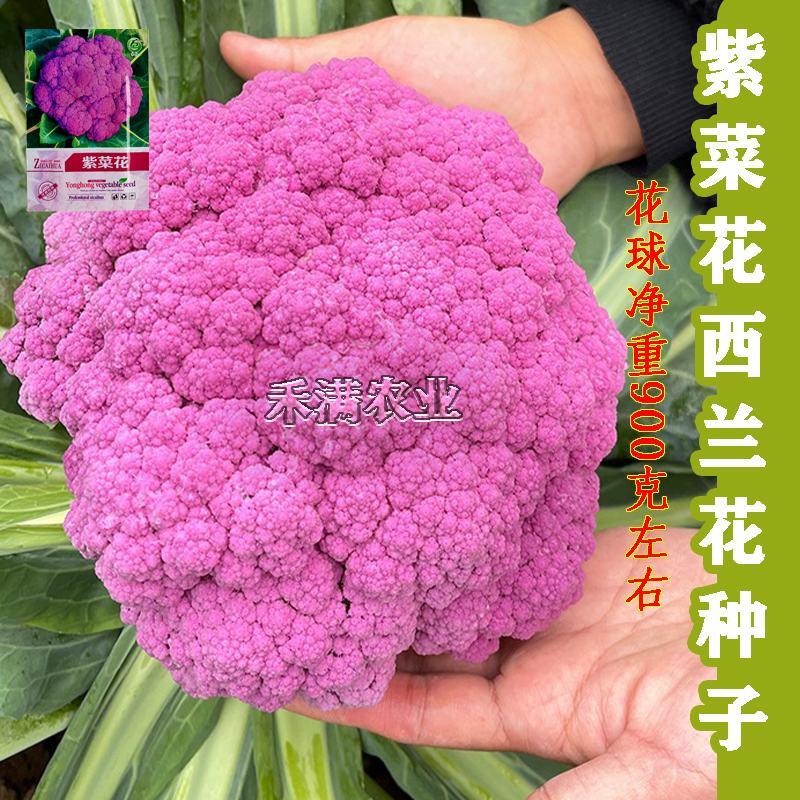 紫花椰菜种子有机西兰花种子四季蔬菜种子紫花菜夏秋季播农家