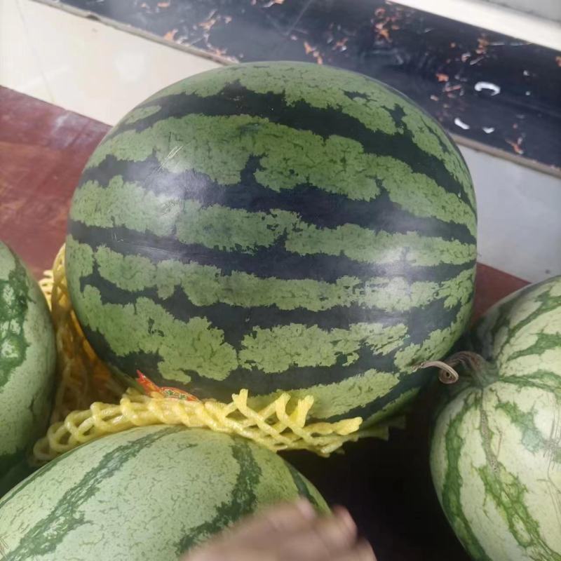 急售:甜王西瓜精品西瓜大量有货诚信经营来电咨询
