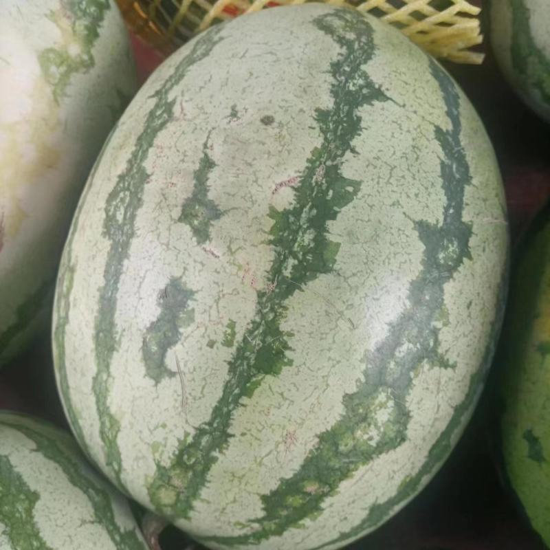 急售:甜王西瓜精品西瓜大量有货诚信经营来电咨询
