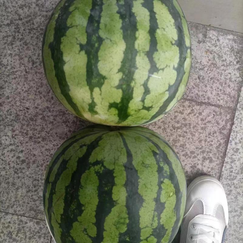 急售:甜王西瓜精品西瓜大量有货诚信经营来电咨询