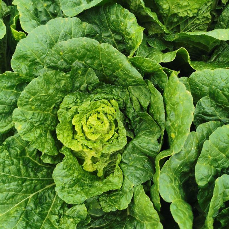 威宁大白菜