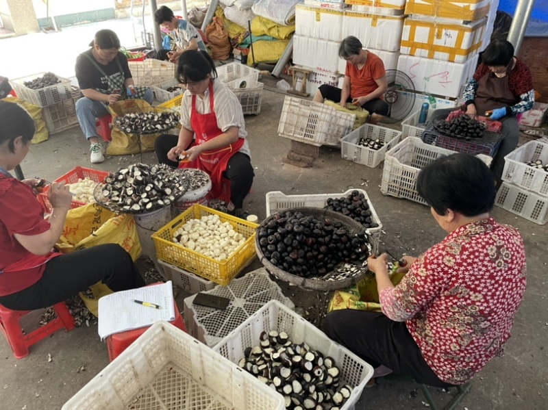 全程冷链，真空去皮马蹄荸荠，250克500克，泡沫箱发货