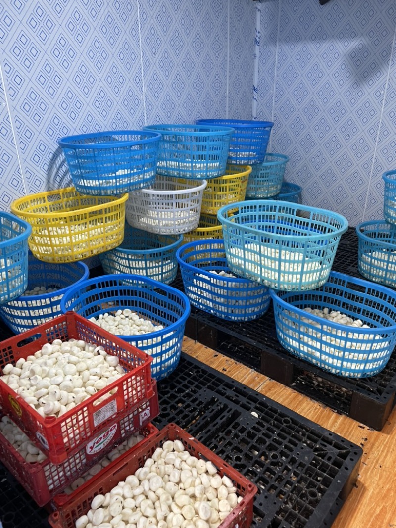 全程冷链，真空去皮马蹄荸荠，250克500克，泡沫箱发货