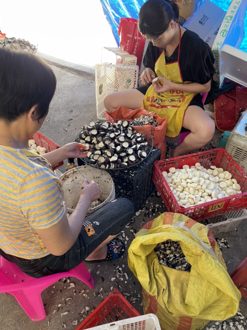 全程冷链，真空去皮马蹄荸荠，250克500克，泡沫箱发货