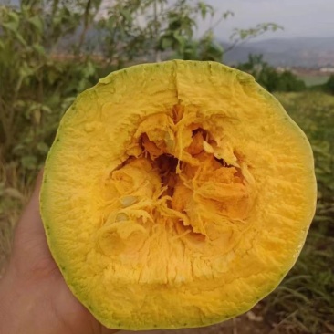 蜜本南瓜好存货，适应能力强，可签合同回收南瓜