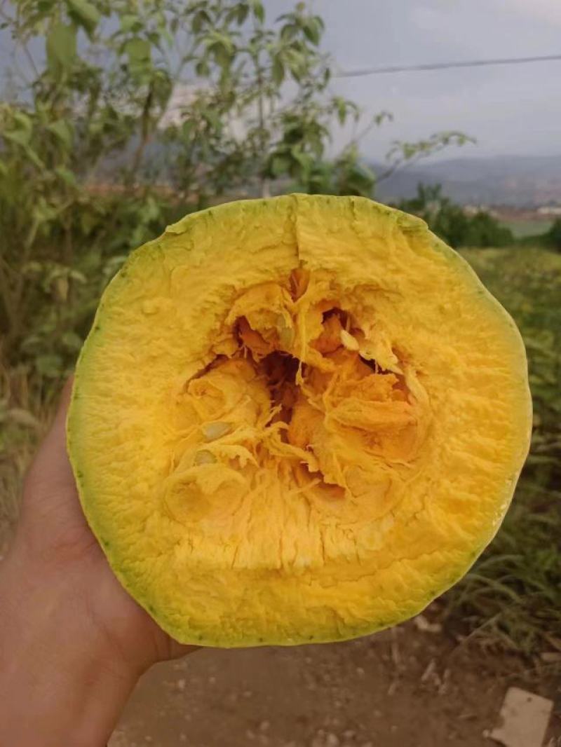 蜜本南瓜好存货，适应能力强，可签合同回收南瓜