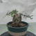 附石秀麟狭叶木犀榄（尖叶木樨榄）