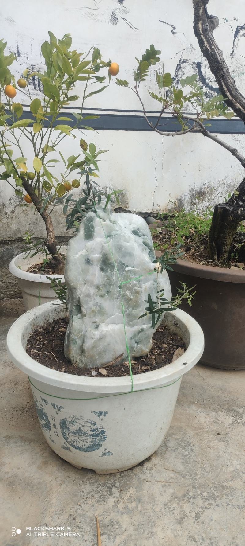 附石秀麟狭叶木犀榄（尖叶木樨榄）