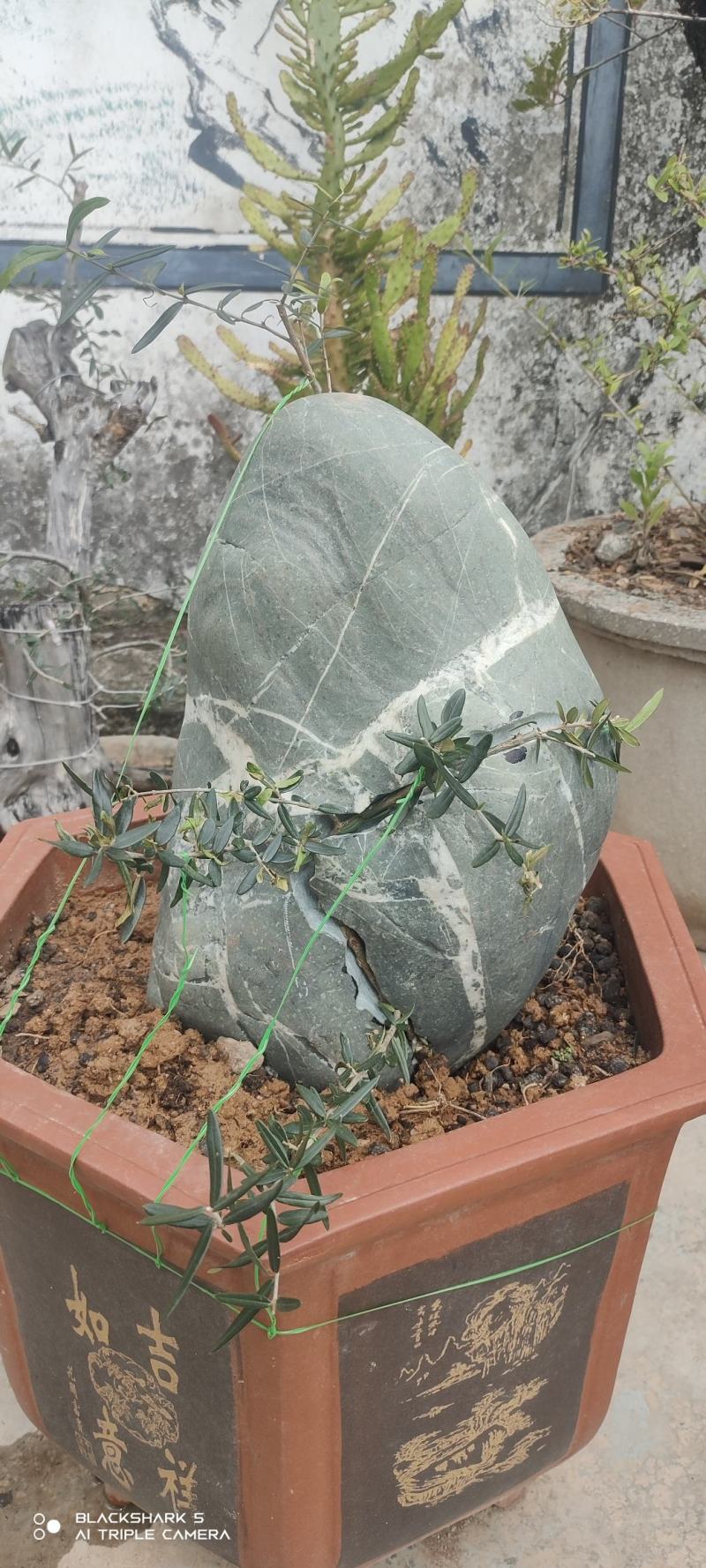 附石秀麟狭叶木犀榄（尖叶木樨榄）