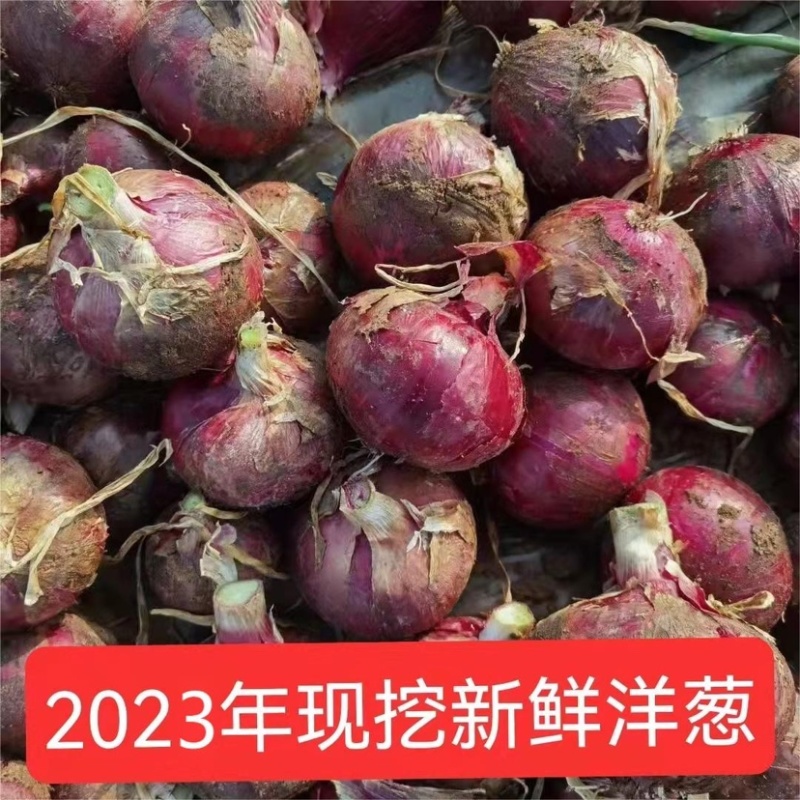 开封本地红皮洋葱大量上市质量好价格优欢迎来电