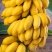 小米蕉香蕉水果小香蕉3/5/9斤现摘当季香蕉整箱