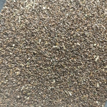 正品益母草种籽子食用苗益母草籽中药材种子四季青菜籽种蔬菜