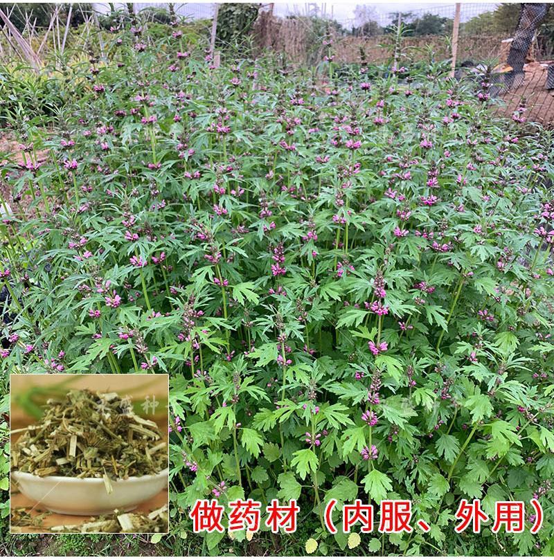 正品益母草种籽子食用苗益母草籽中药材种子四季青菜籽种蔬菜