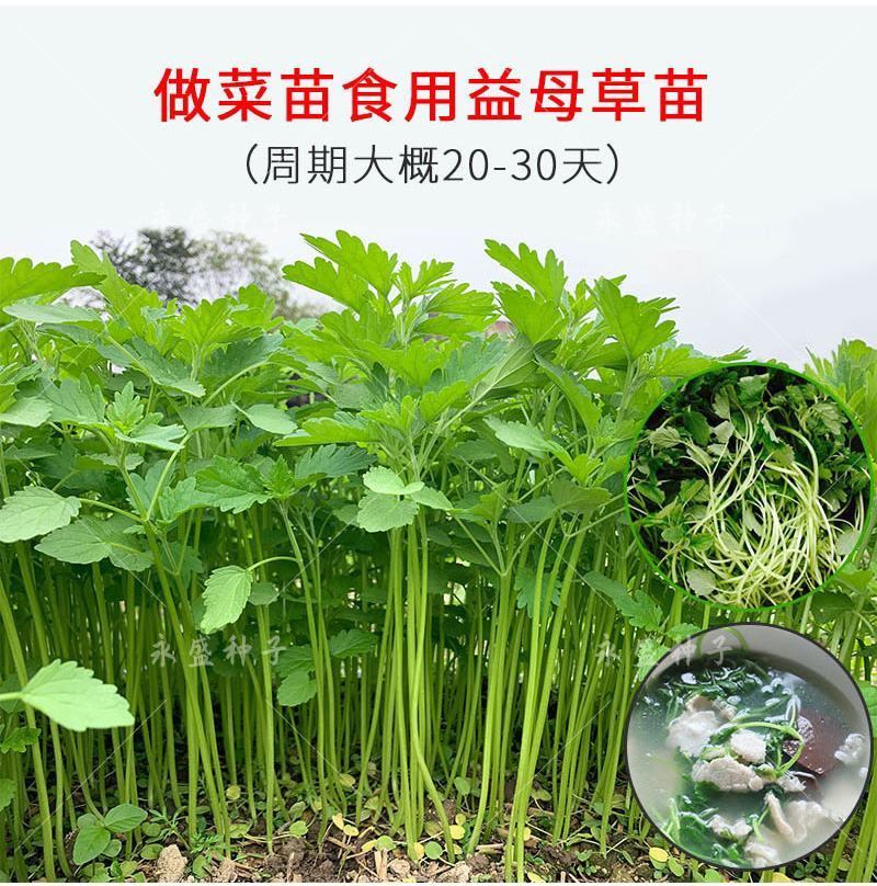 正品益母草种籽子食用苗益母草籽中药材种子四季青菜籽种蔬菜