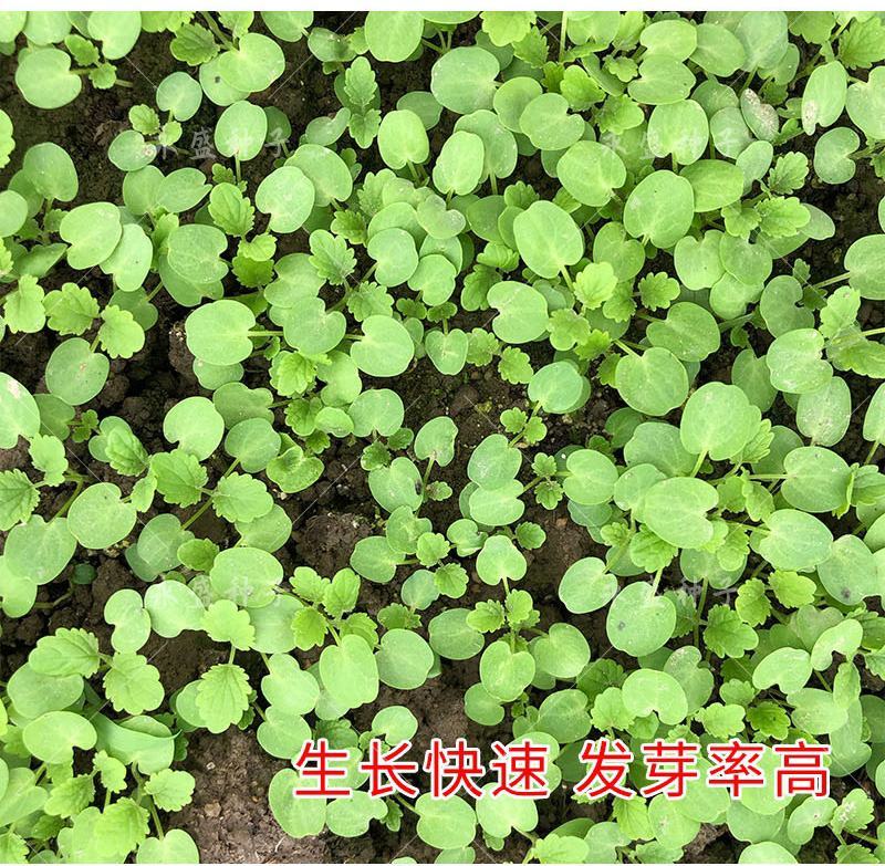 正品益母草种籽子食用苗益母草籽中药材种子四季青菜籽种蔬菜