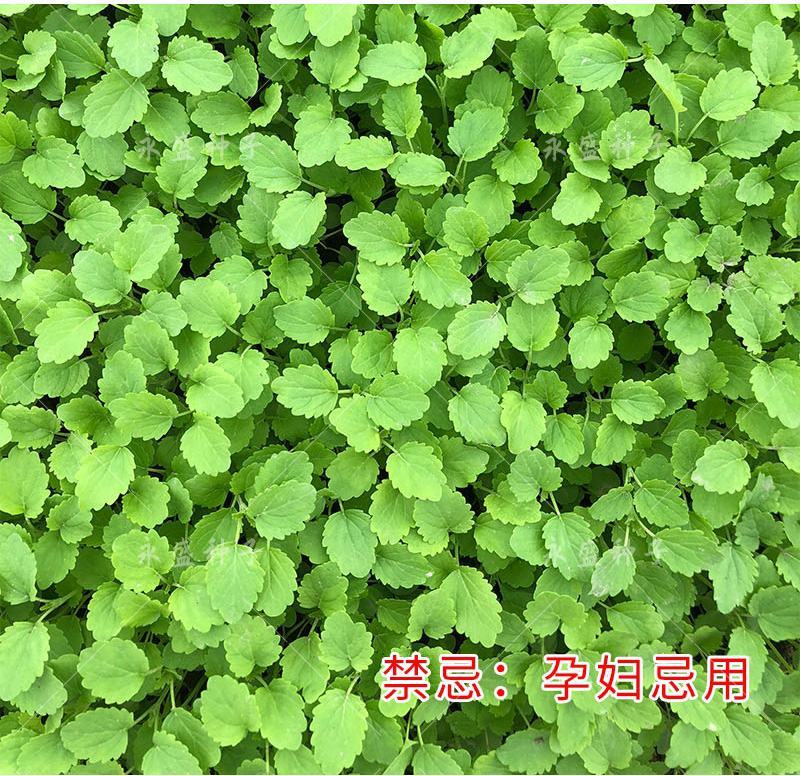 正品益母草种籽子食用苗益母草籽中药材种子四季青菜籽种蔬菜