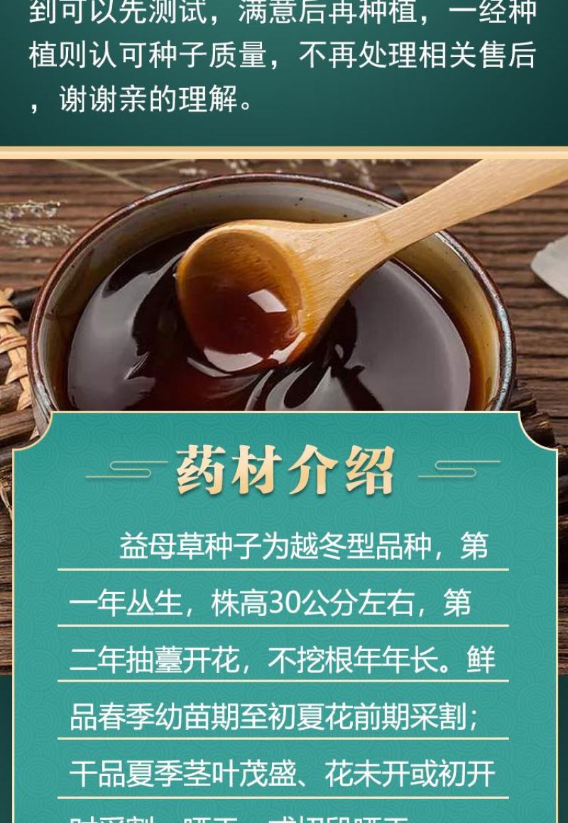 正品益母草种籽子食用苗益母草籽中药材种子四季青菜籽种蔬菜