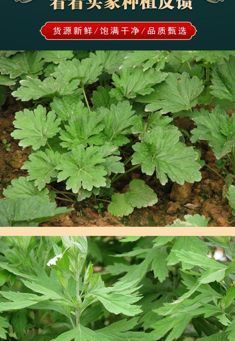 正品益母草种籽子食用苗益母草籽中药材种子四季青菜籽种蔬菜
