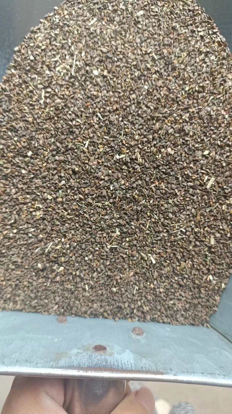 正品益母草种籽子食用苗益母草籽中药材种子四季青菜籽种蔬菜