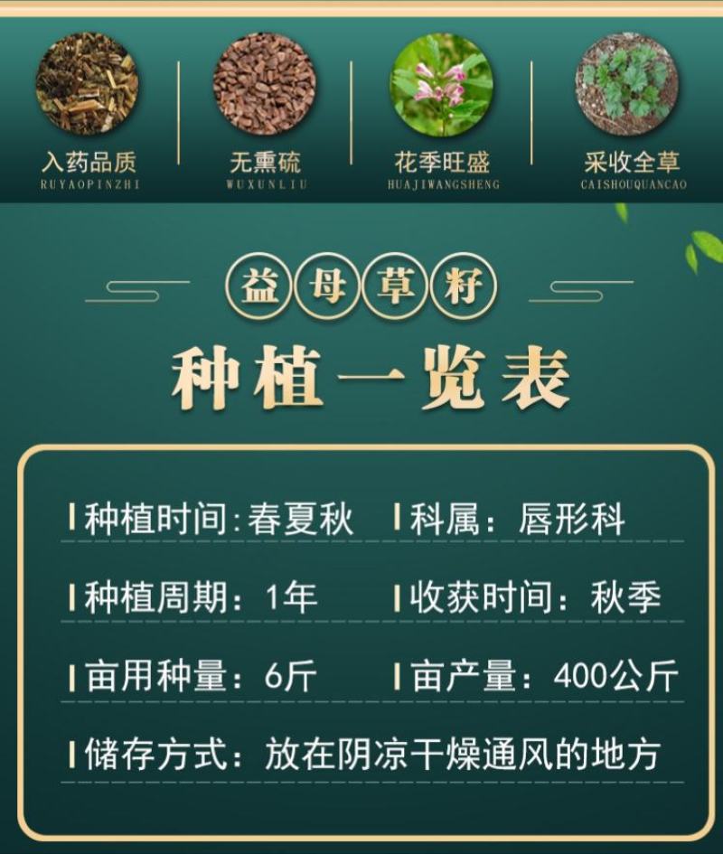 正品益母草种籽子食用苗益母草籽中药材种子四季青菜籽种蔬菜