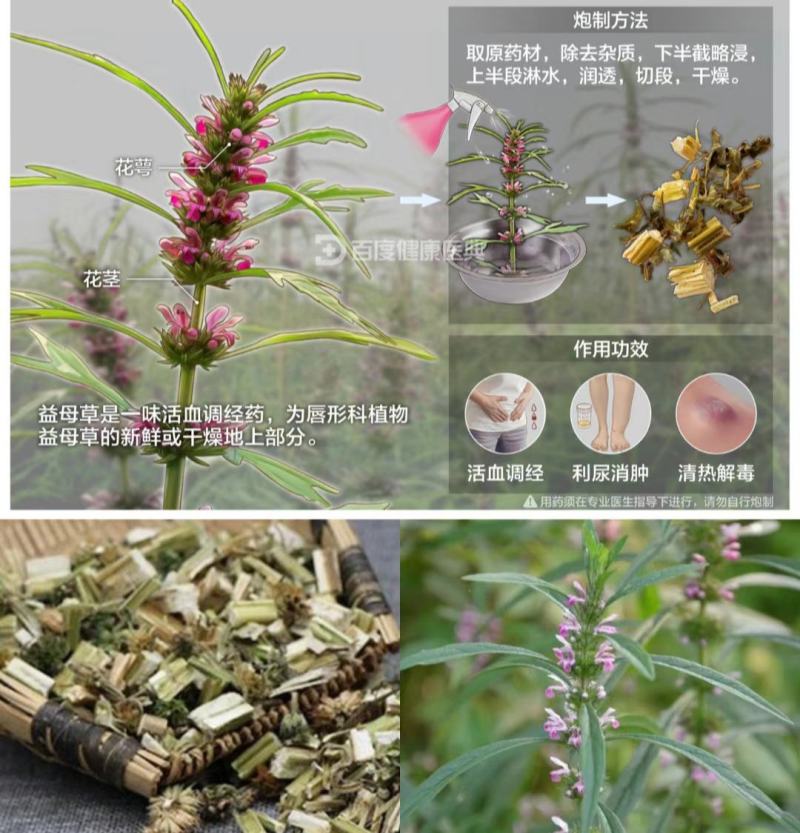 正品益母草种籽子食用苗益母草籽中药材种子四季青菜籽种蔬菜