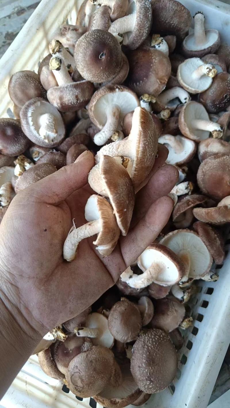 香菇