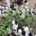贵妃鸡鸡苗批发贵妃鸡苗林下生态贵妃鸡苗养殖贵妃鸡苗直