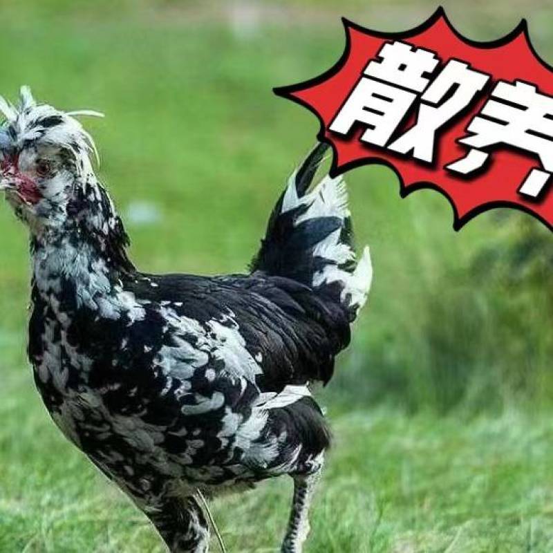 贵妃鸡鸡苗批发贵妃鸡苗林下生态贵妃鸡苗养殖贵妃鸡苗直